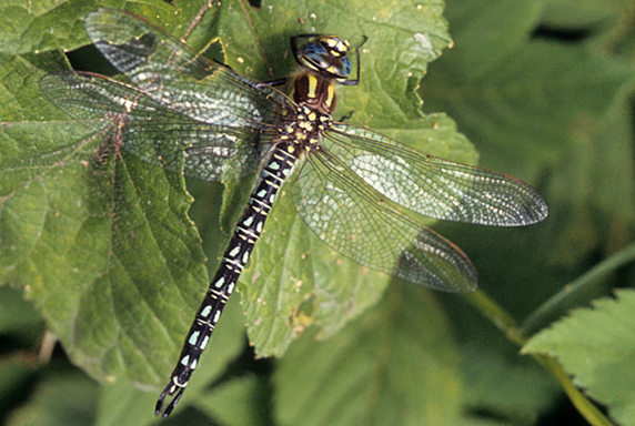 #44 Hairy Hawker by Alistair McLean