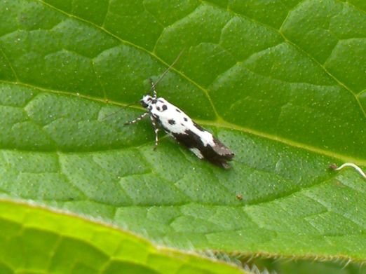 #45 Comfrey Moth by Jill Warwick