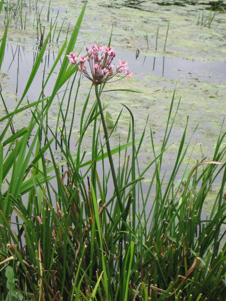 #46 Flowering Rush by Ray Goulder