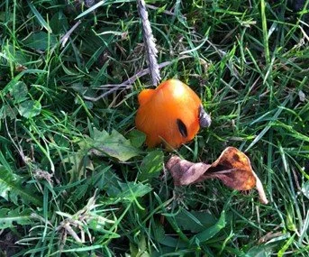 #48 Blackening Waxcap by Richard Farrah