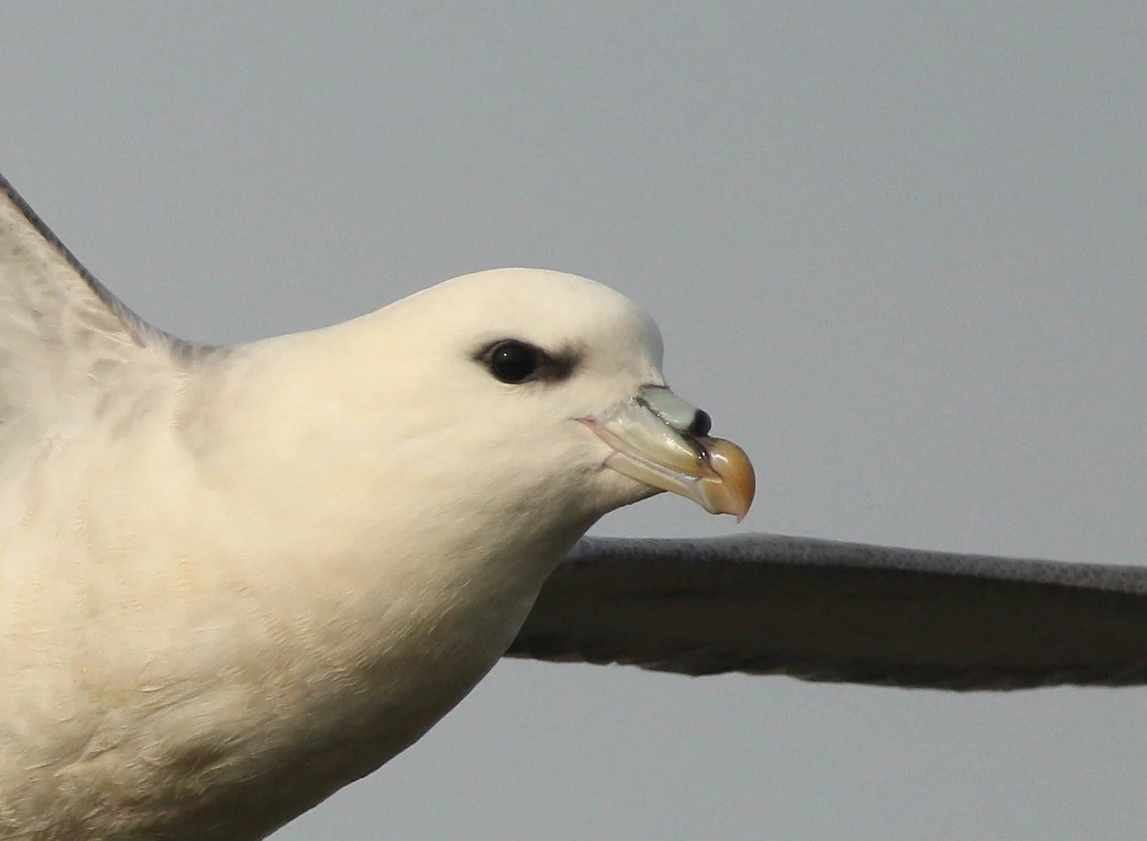 #49 Fulmar by Mark Pearson