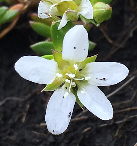 #52 Yorkshire Sandwort by Kevin Walker