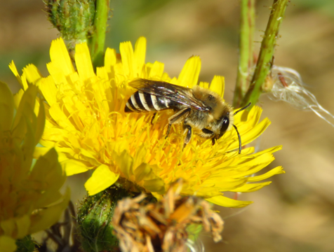 #53 Sea Aster Mining Bee by Phill Robinson