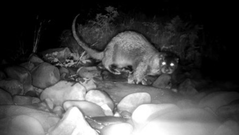 #54 Otter by James Macarthur