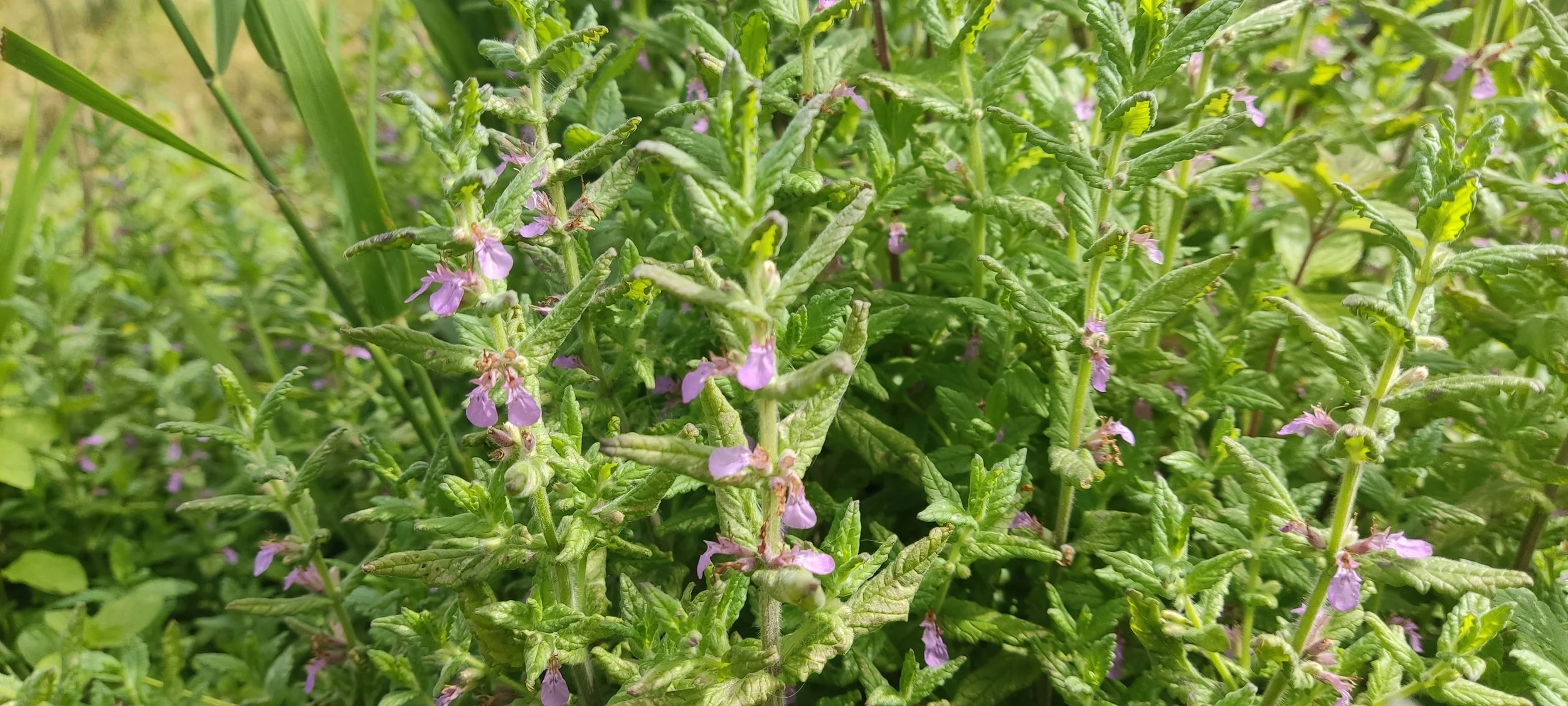 #55 Water Germander by Jono Leadley