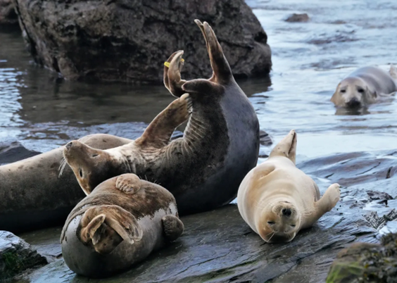 #56 Grey Seal by Matt Barnes