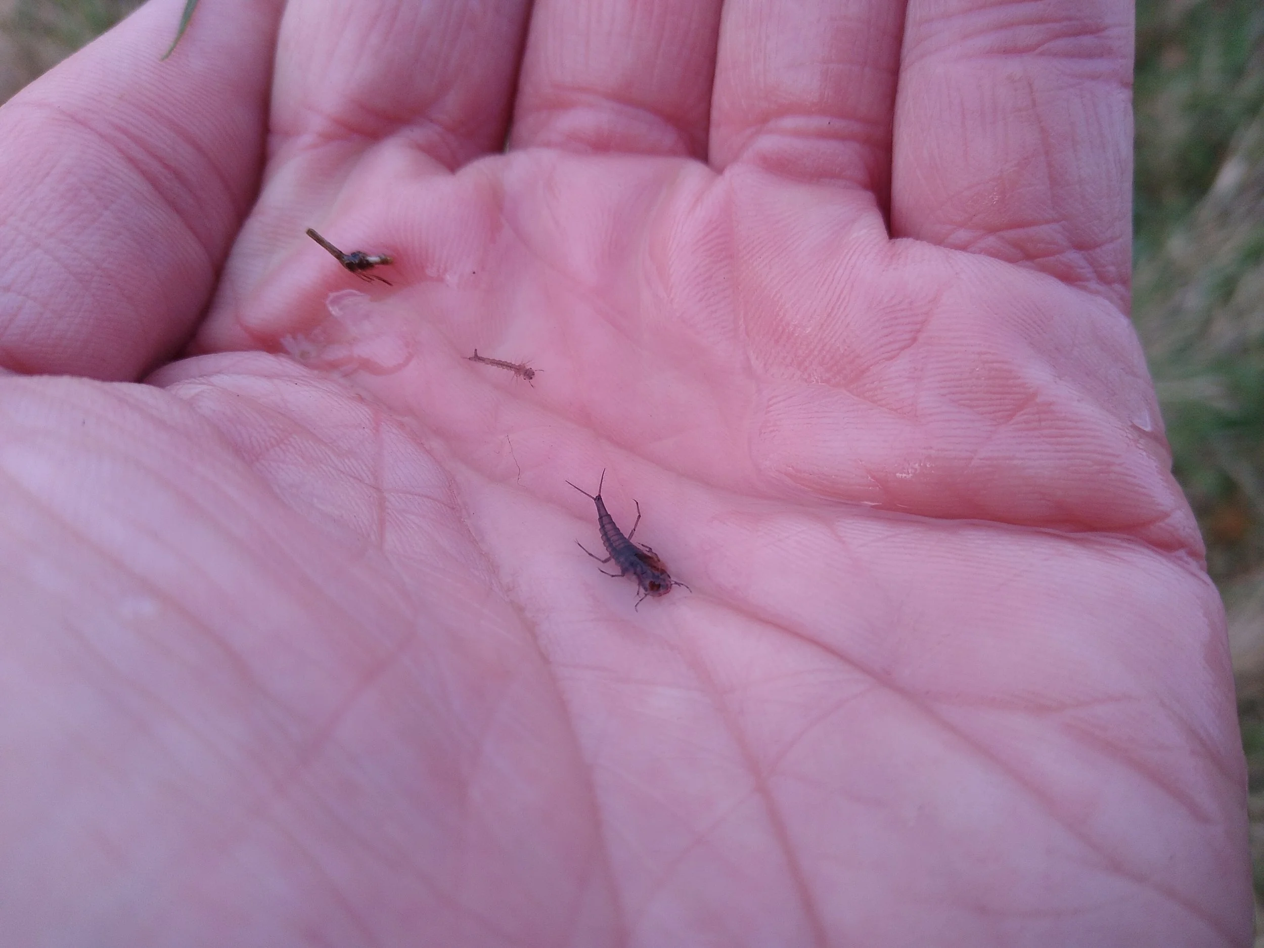 #58 Water Scavenger Beetle by Jim Horsfall