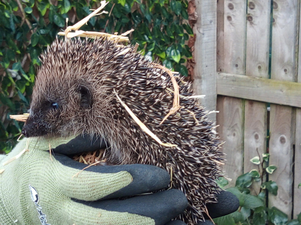 #59 Hedgehog by Phil Marshall