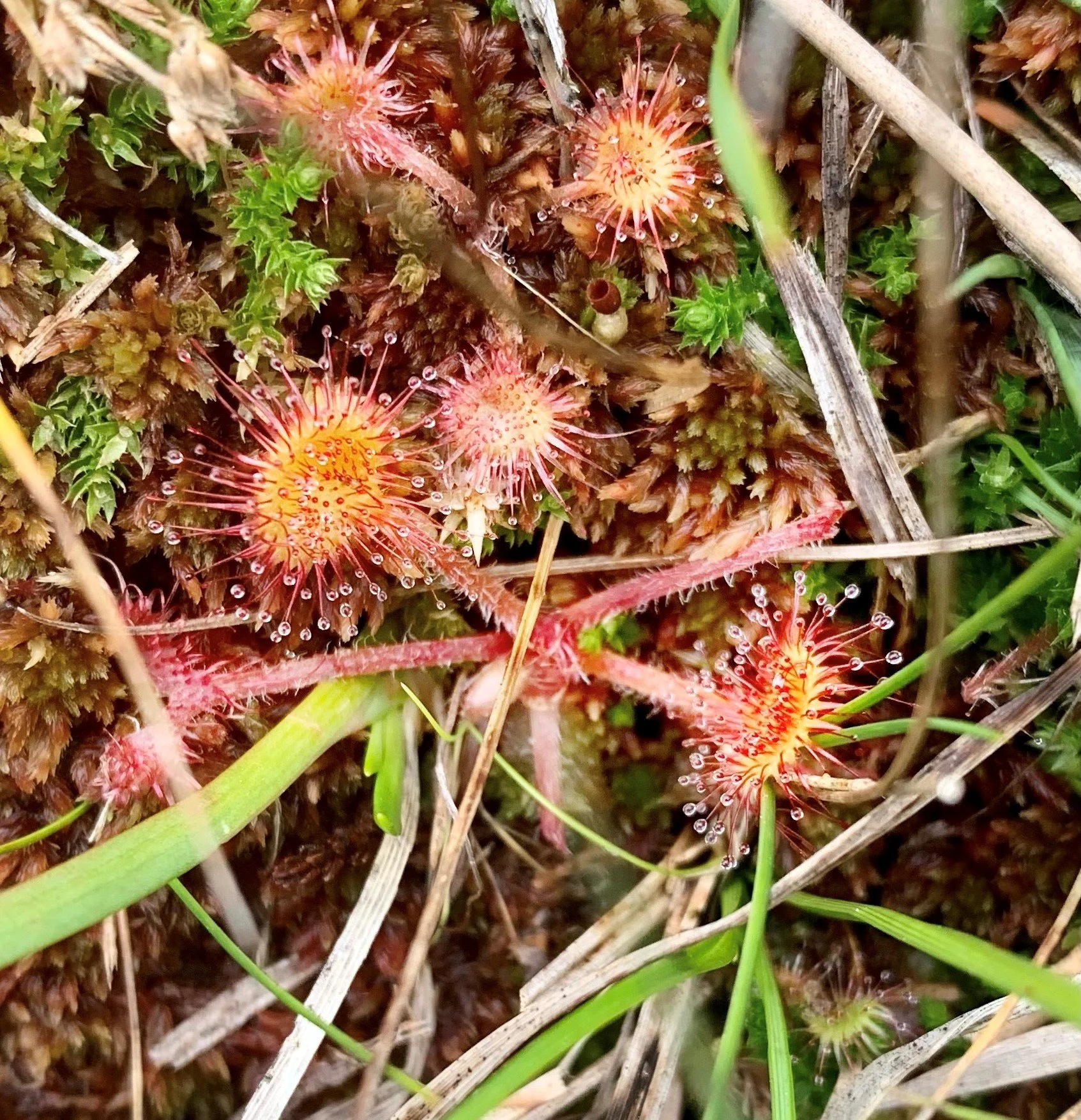 #60 Round-leaved Sundew &amp; Sphagnum medium by Alex Smith
