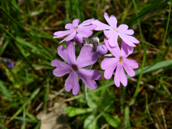 #61 Bird's-eye Primrose  by Elizabeth Sullivan