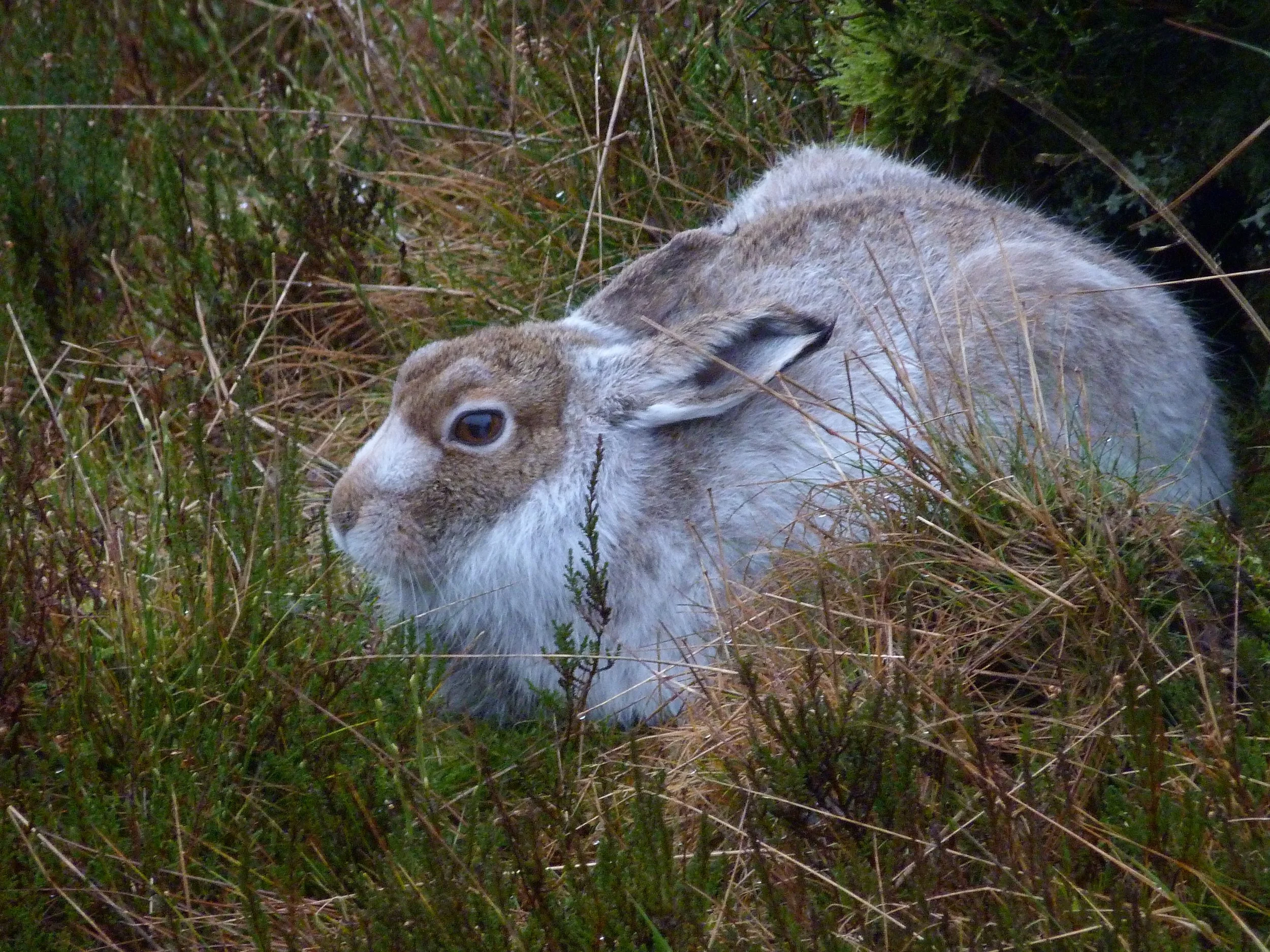#62 Mountain Hare by Derek Whiteley