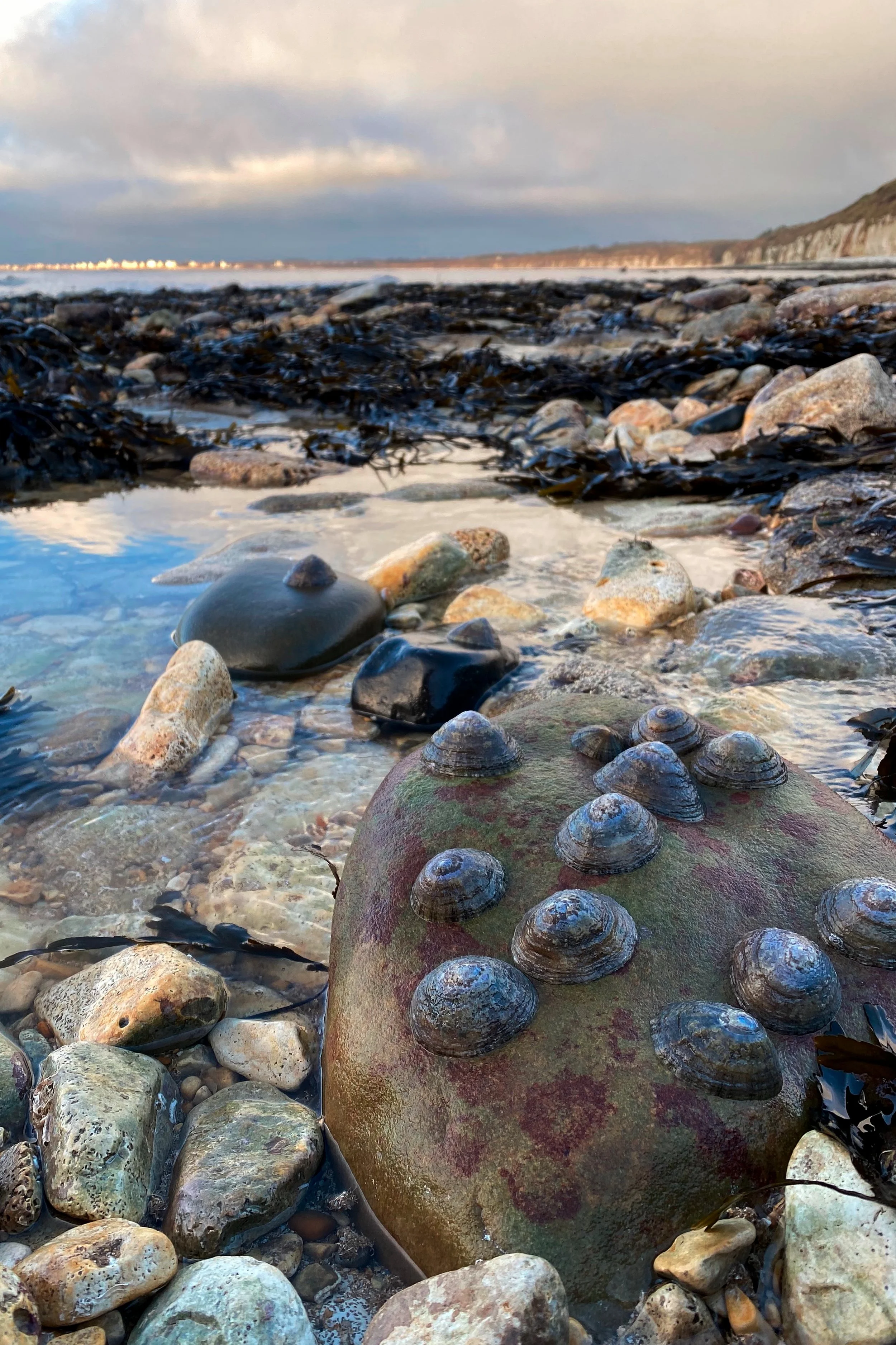 #63 Limpet by Ana Cowie