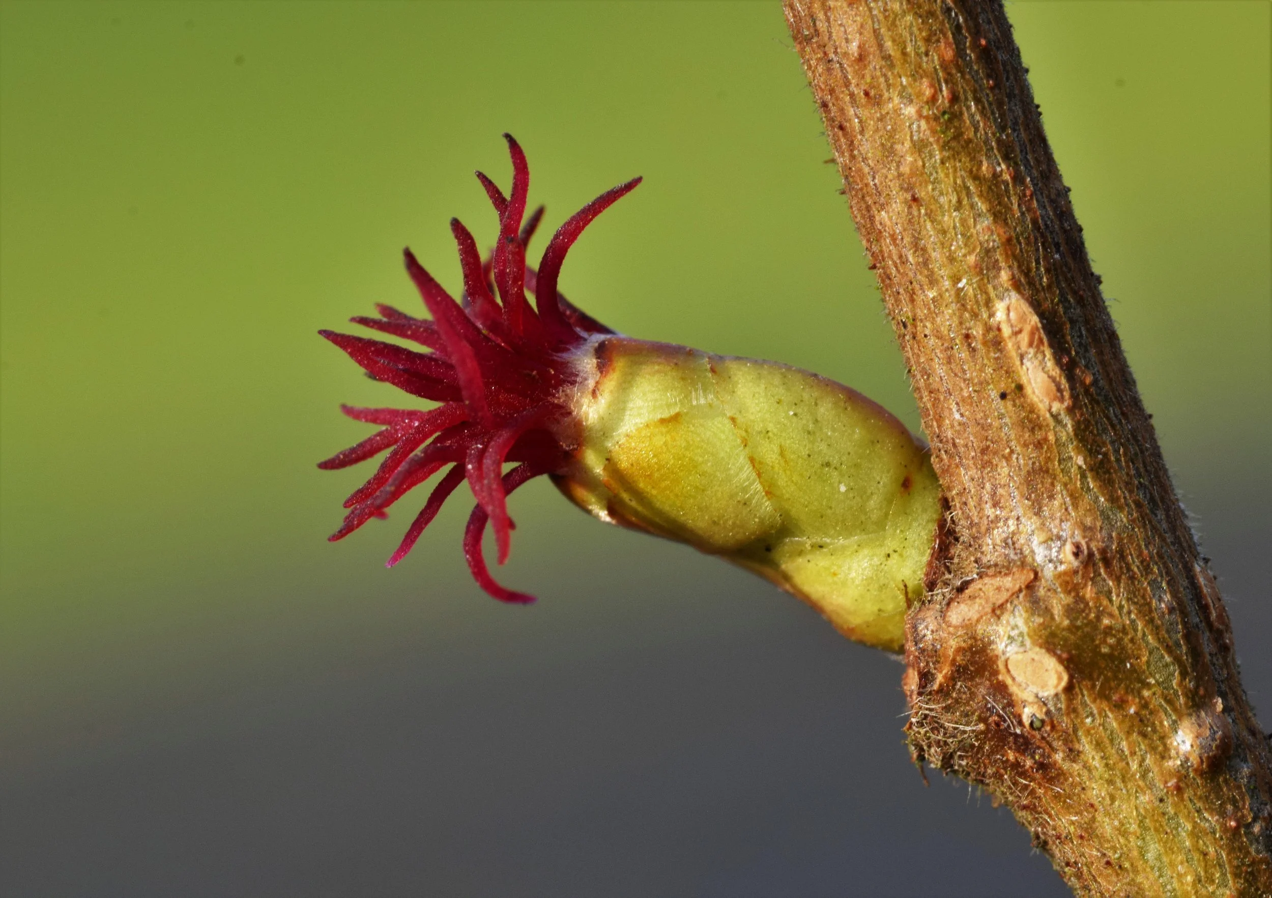 #64 Hazel by Hannah Whitaker