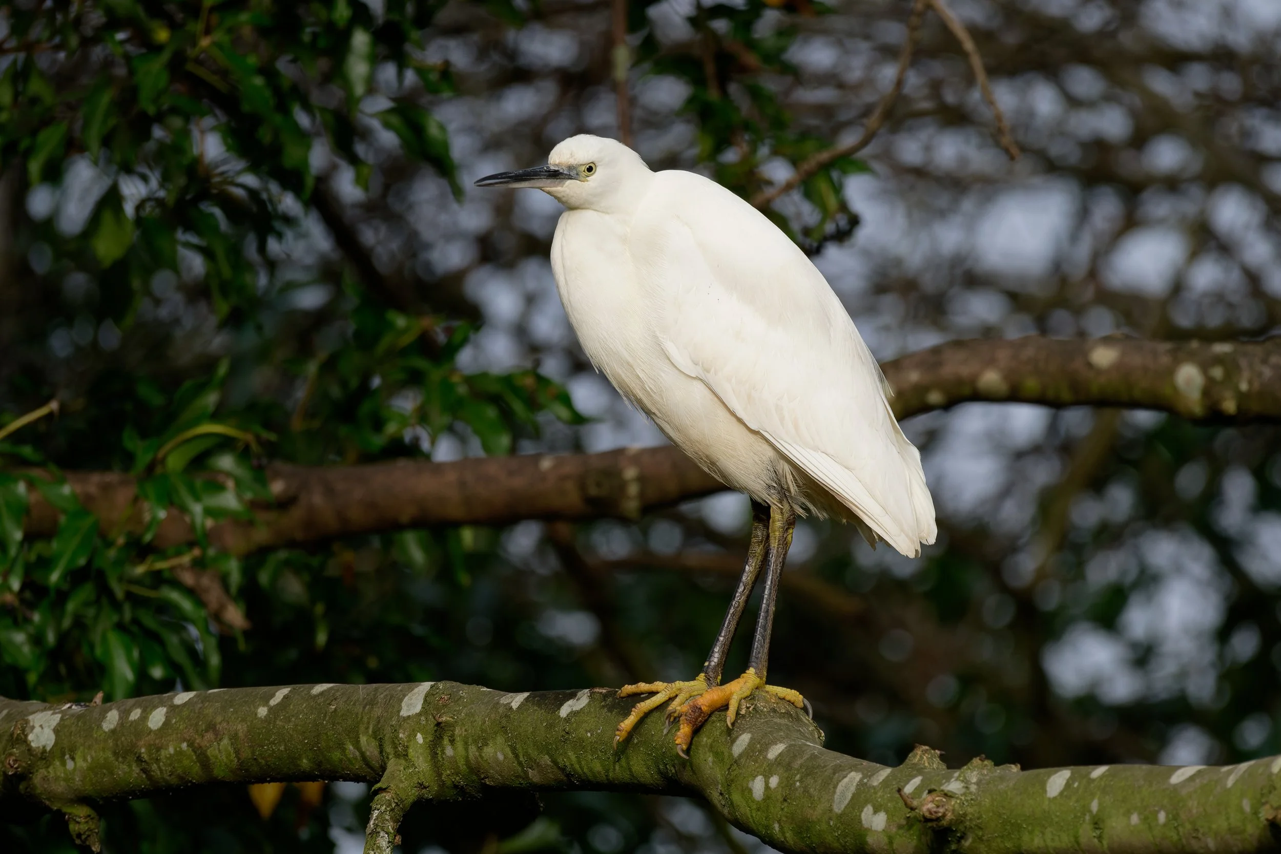 #65 Little Egret by Vaughan Grantham
