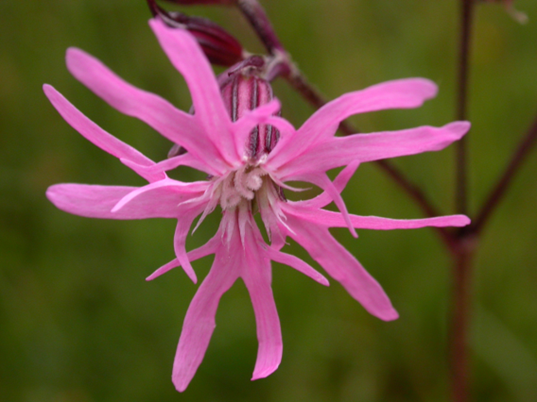 #66 Ragged Robin by Nabil Abbas