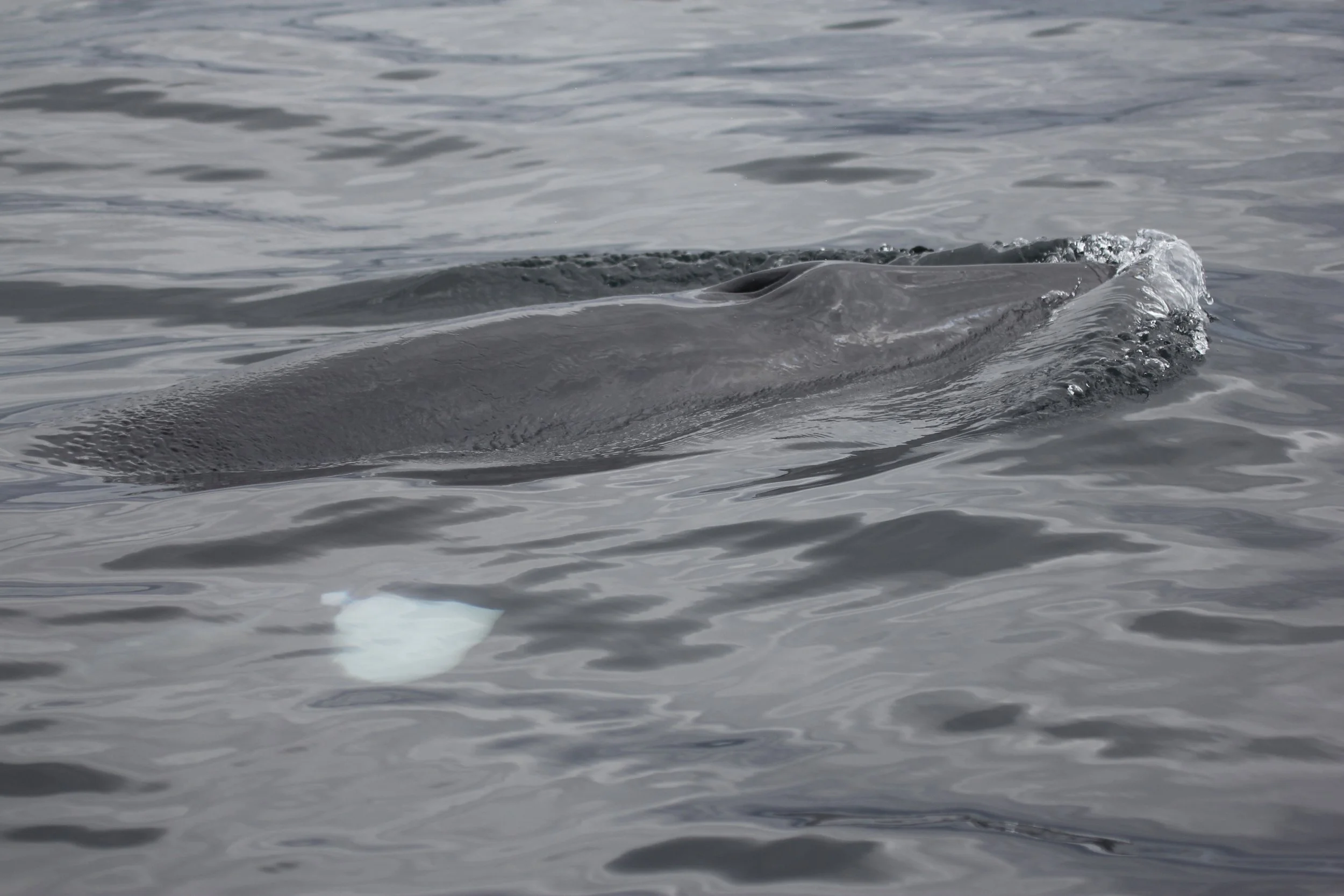 #67 Minke Whale by Lucy Baldwin