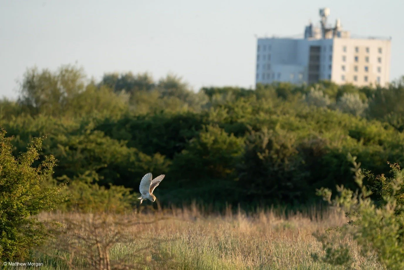 #68 Barn Owl by Matthew Morgan