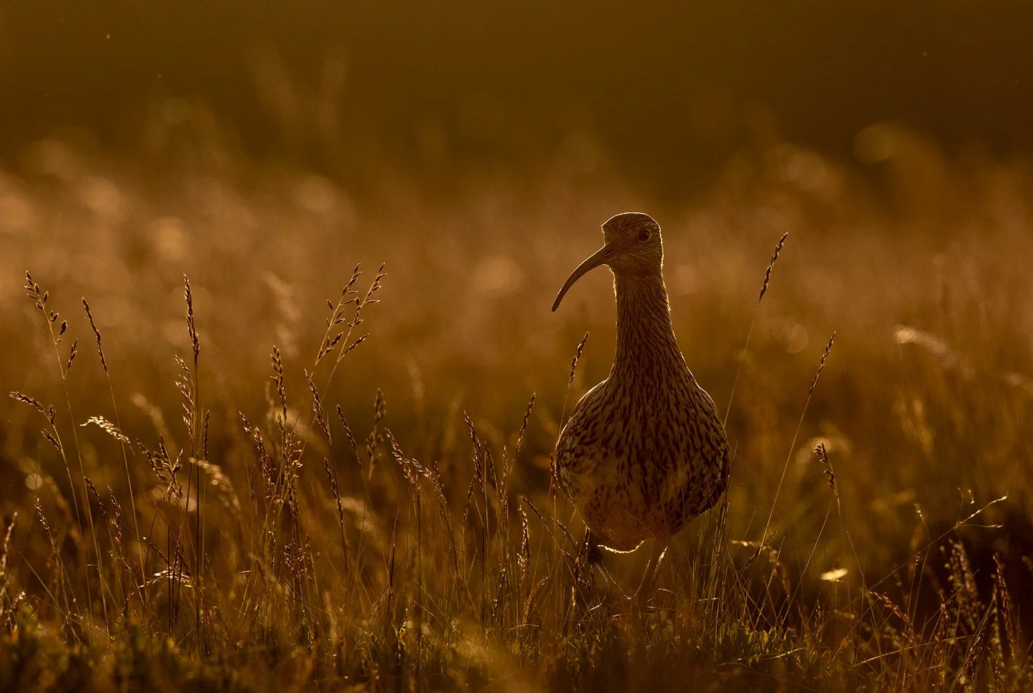 #69 Curlew by Richard Bunce