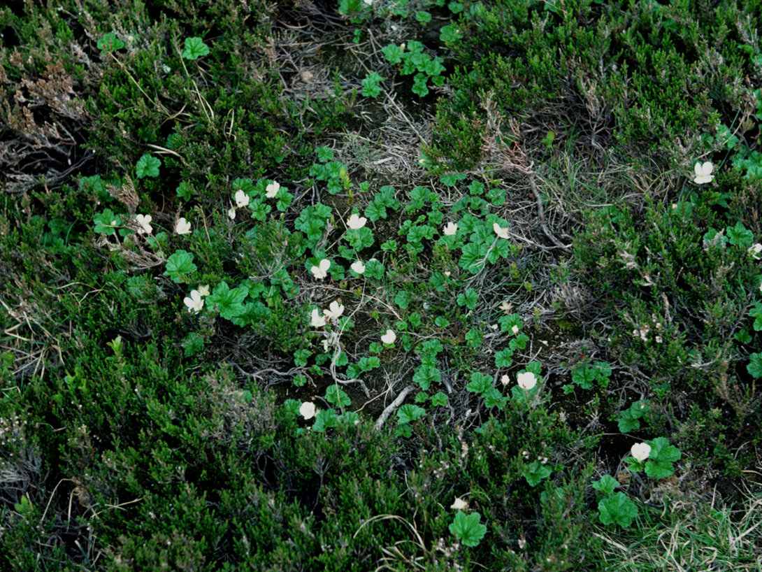 #70  Cloudberry by Rob Bailey