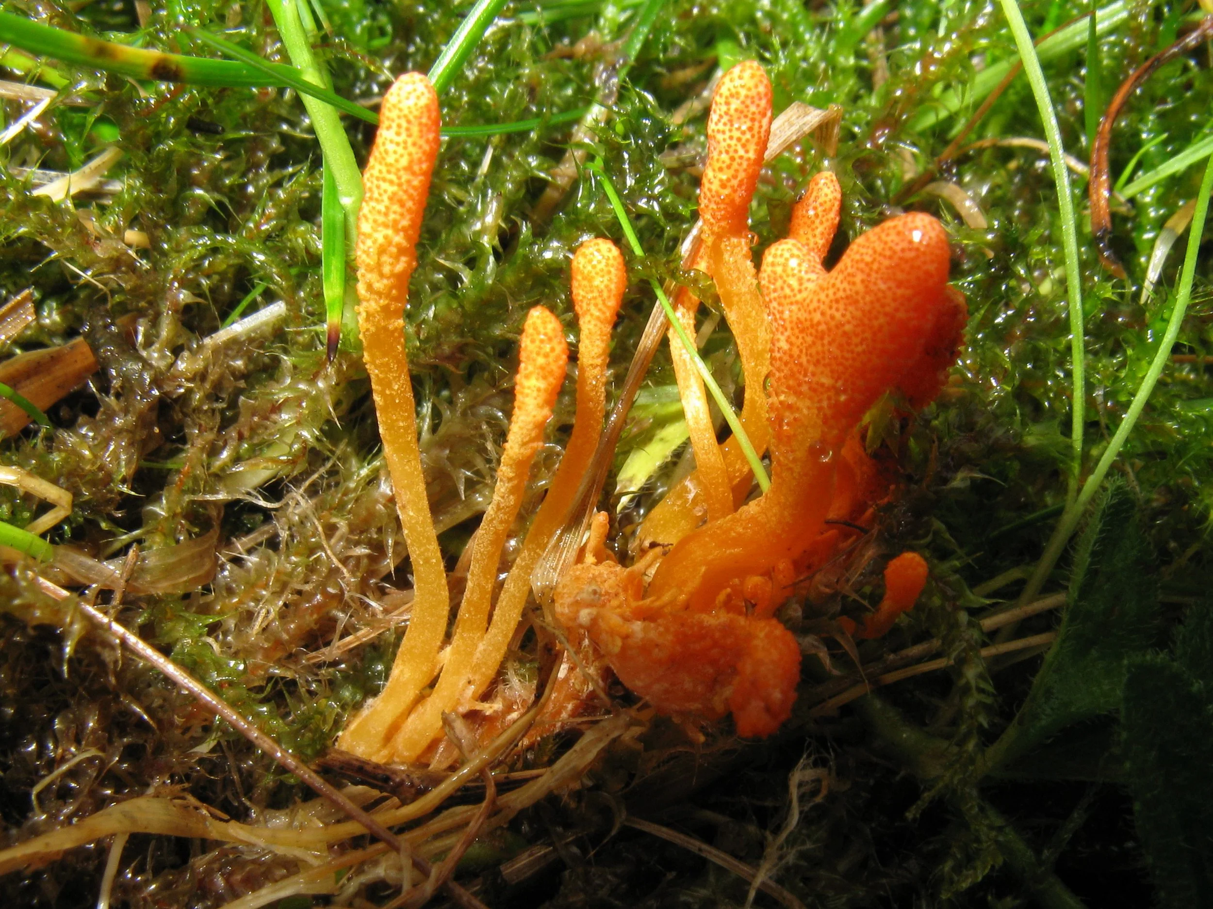 #72 Scarlet Caterpillar Club Fungi by Mark Wills