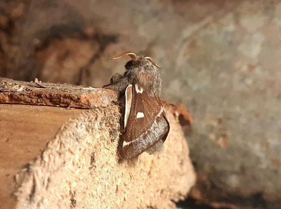 #73 Small Eggar by Sam Newton