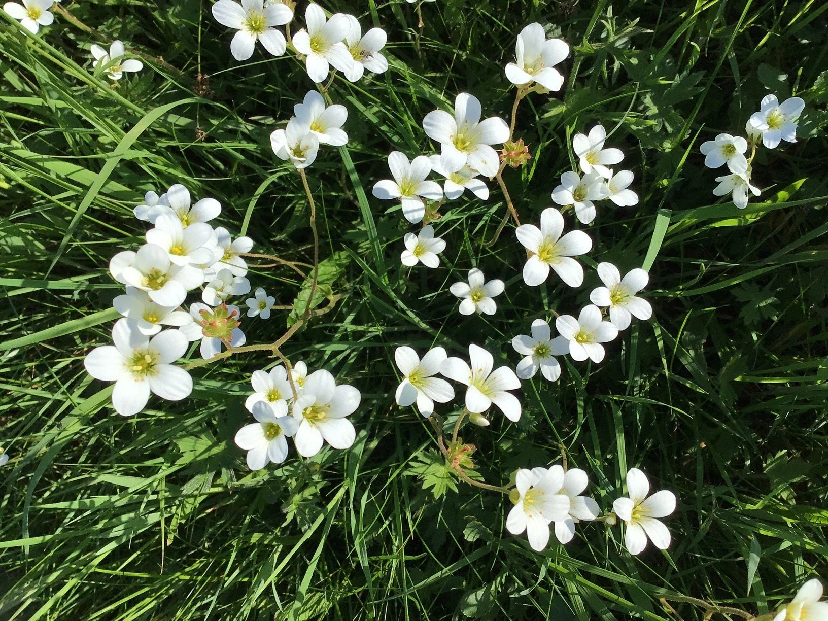 #75 Meadow Saxifrage by Deborah Millward