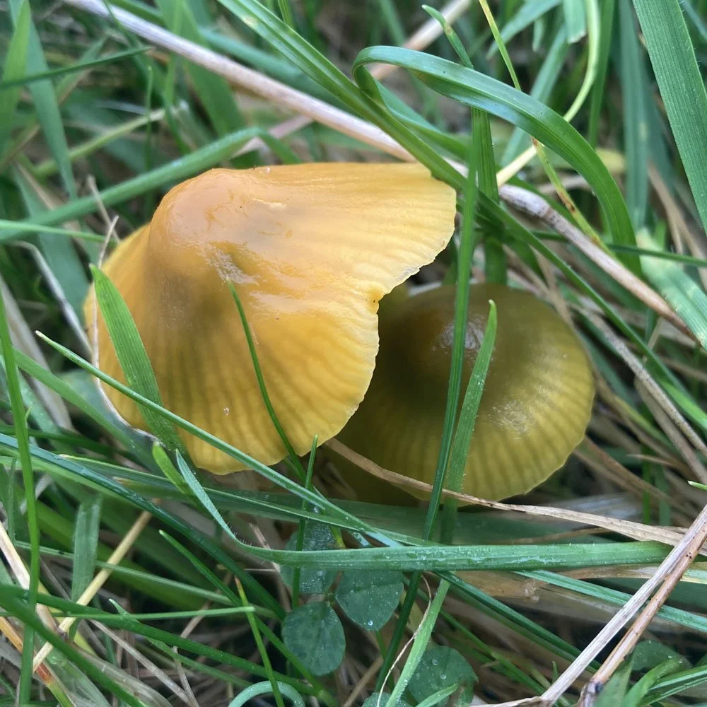 #76 Parrot Waxcap by Dave Conniss