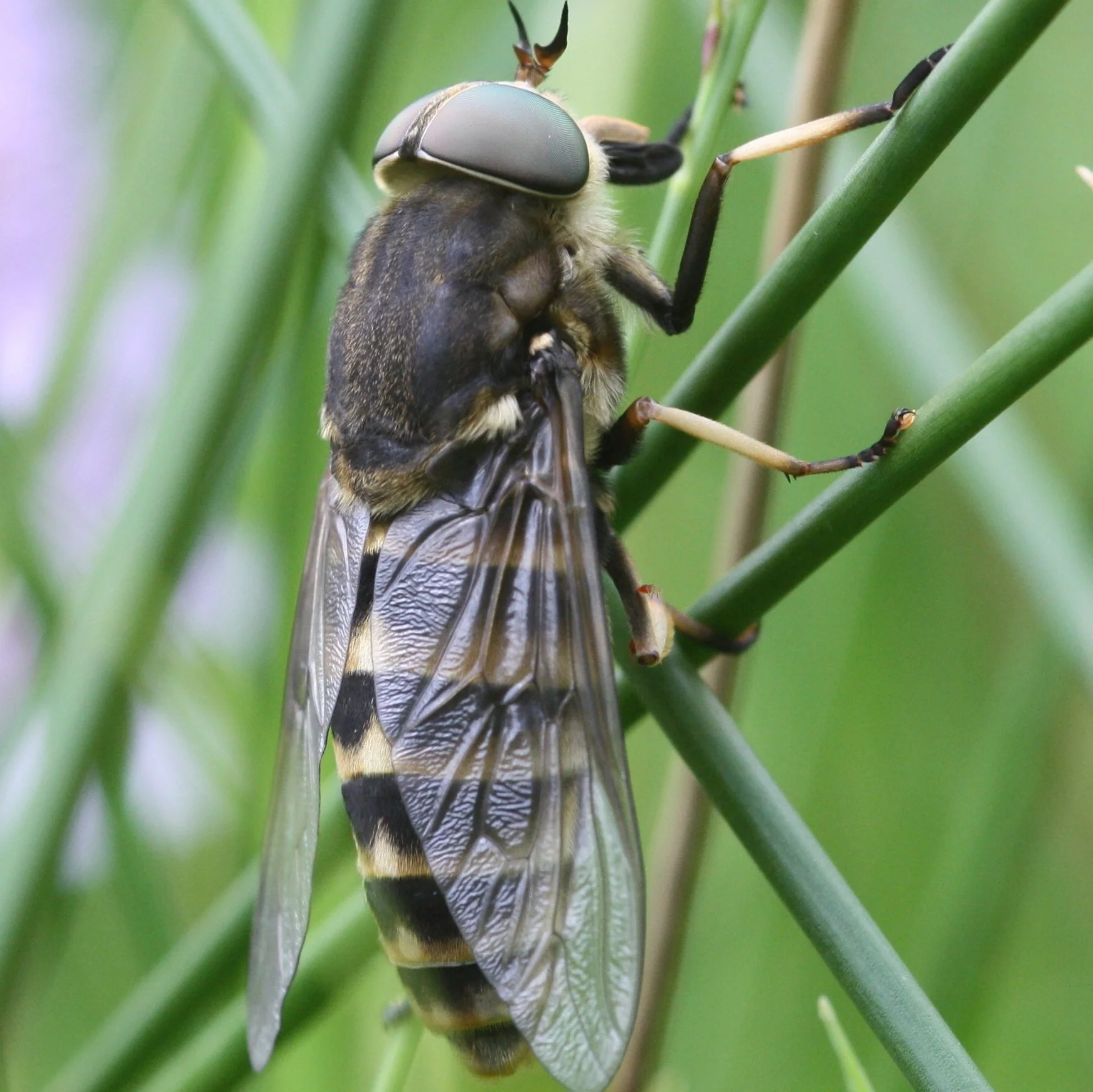 #77 Dark Giant Horsefly by Andrew Grayson