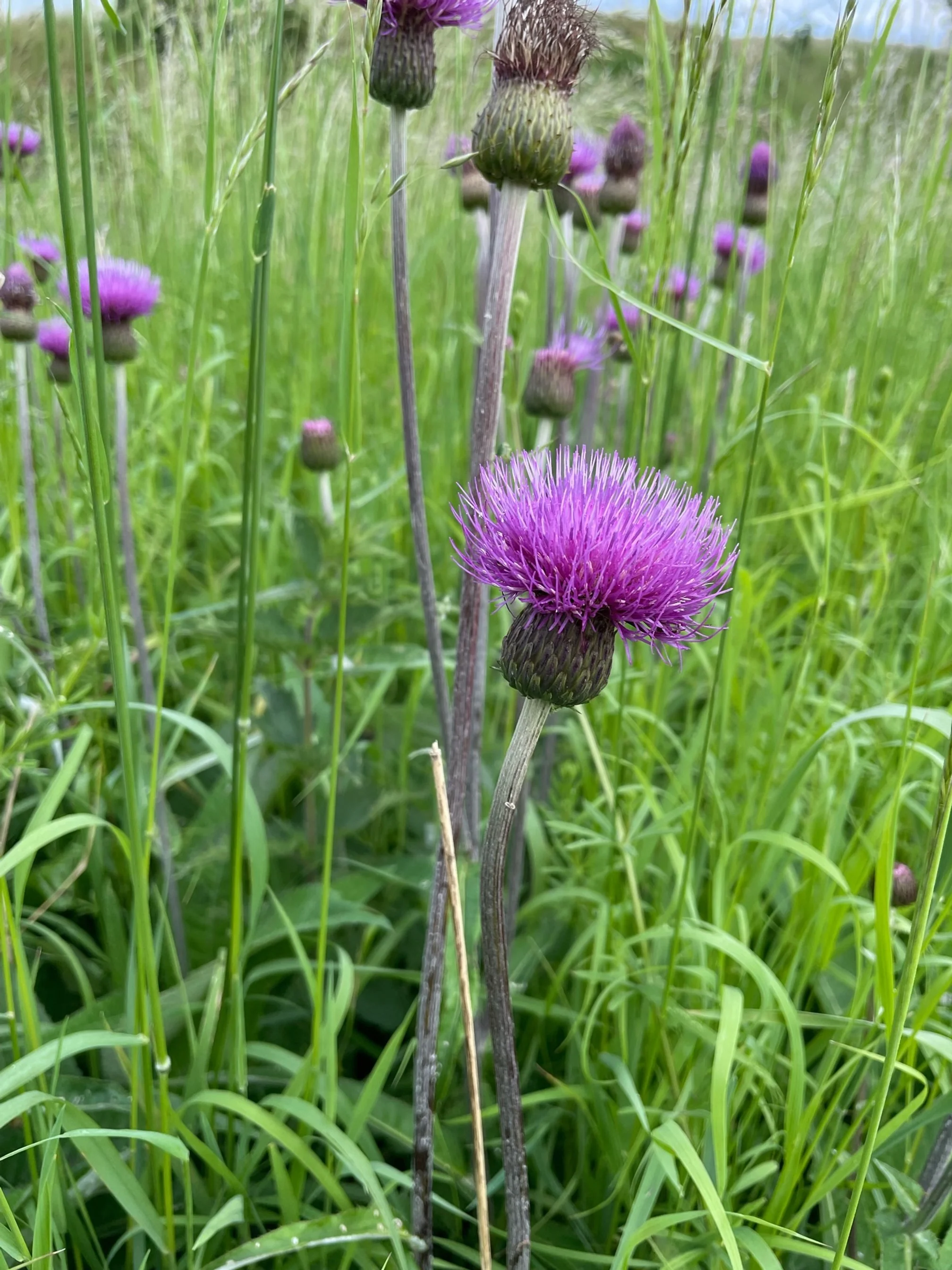 #88 Melancholy Thistle by Kay McDowell