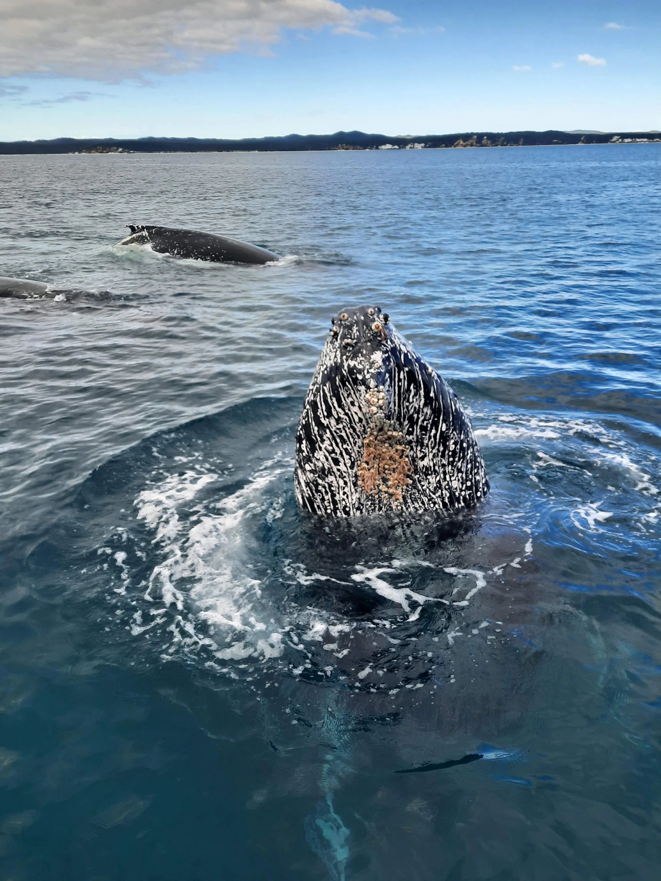 #90 Humpback Whale by Leah Young