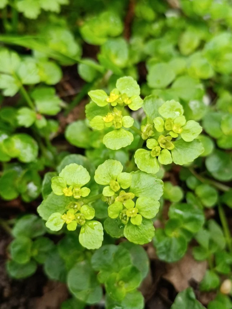 #91 Opposite-leaved Golden Saxifrage by Andy Barker