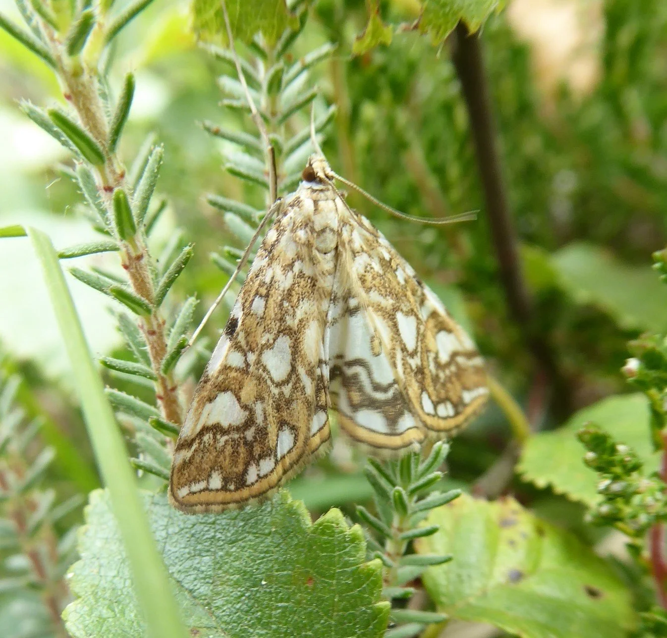 #93 Brown China-mark by Dick Shillaker