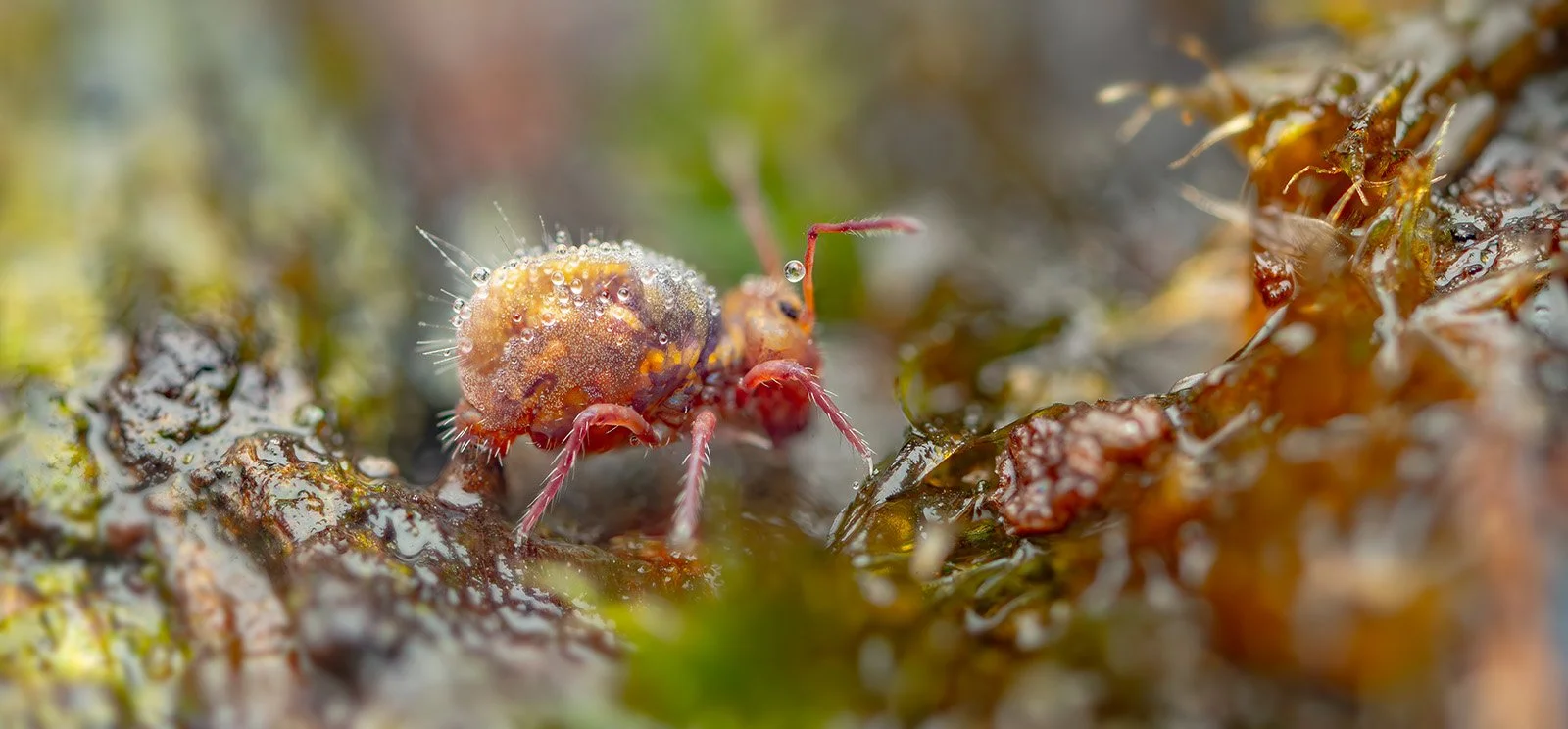 Laying egg on substrate