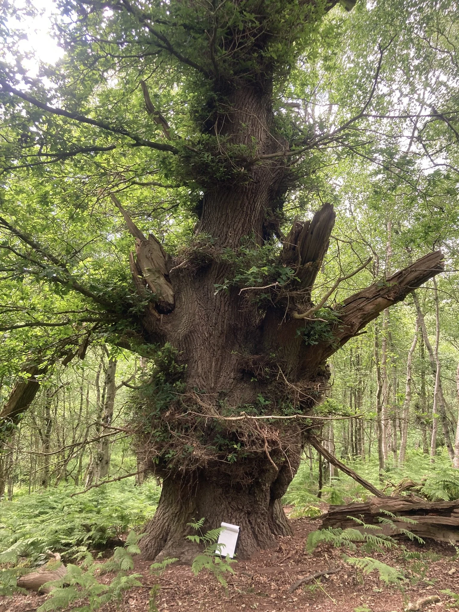 Updating the Ancient Woodland Inventory: Groundtruthing