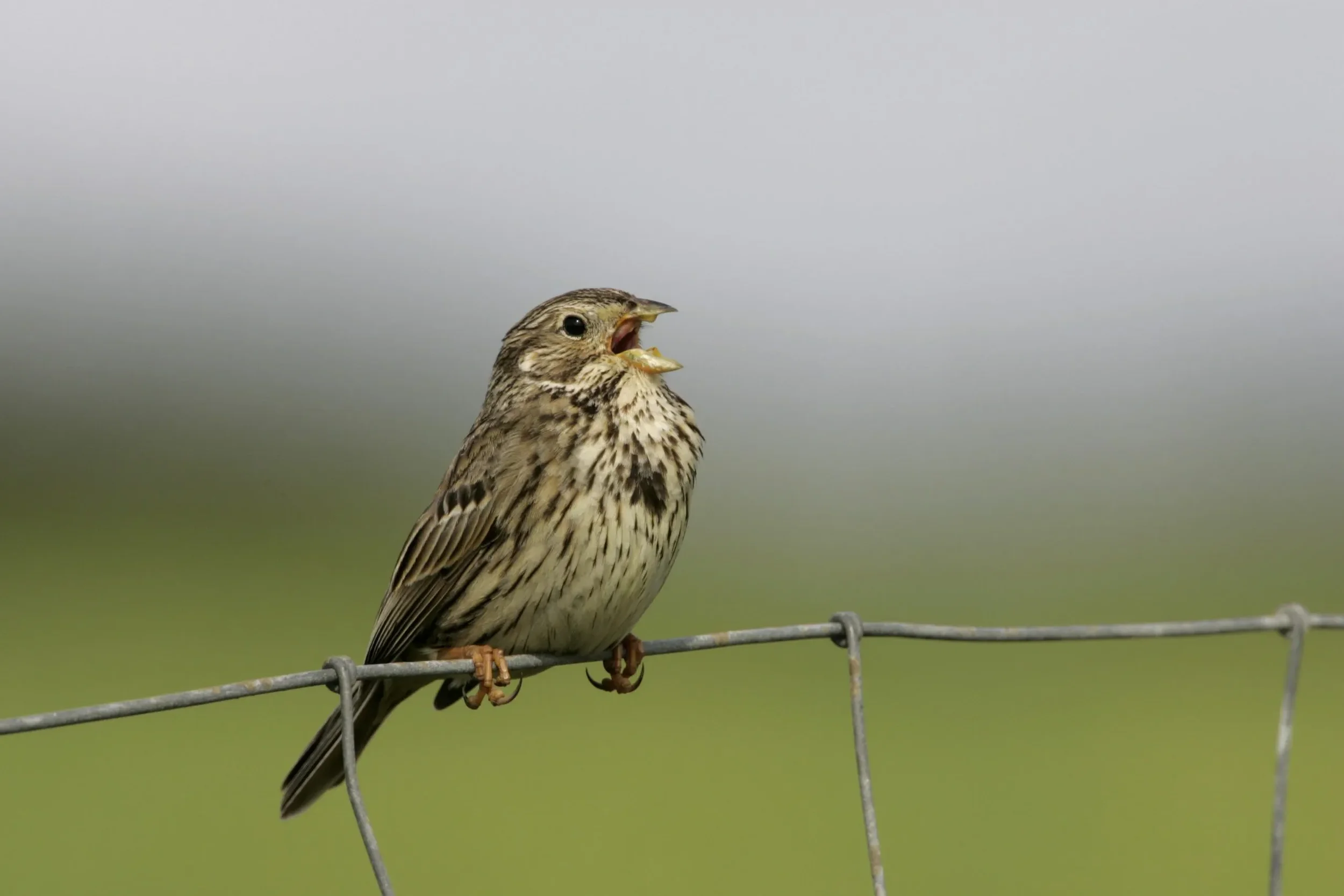 #98 Corn Bunting by Colin Slator