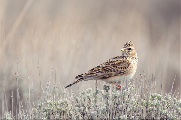 #99 Skylark by Paul Hankin