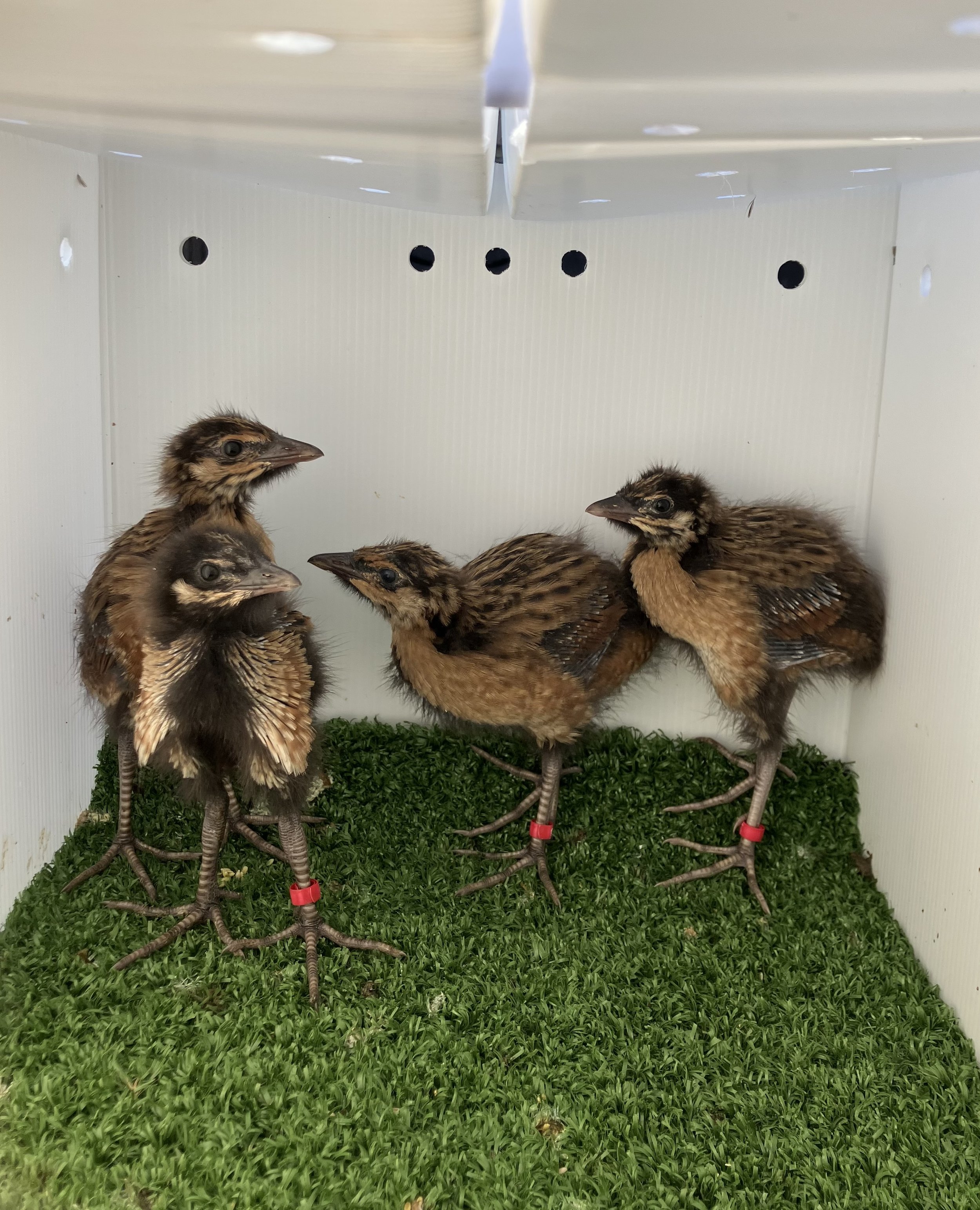 #100 Corncrake by Craig Ralston