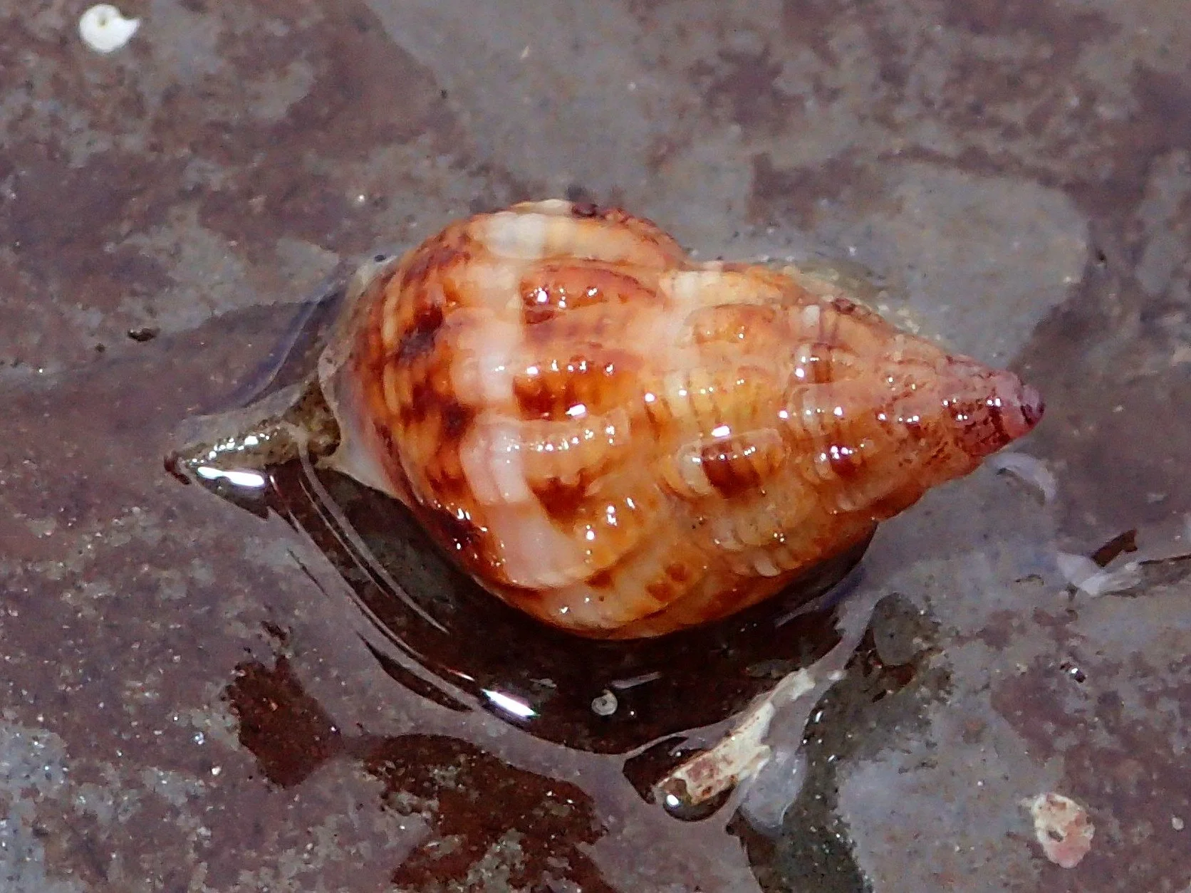 Data Diaries #8 - Strandline recording on the East Yorkshire coast