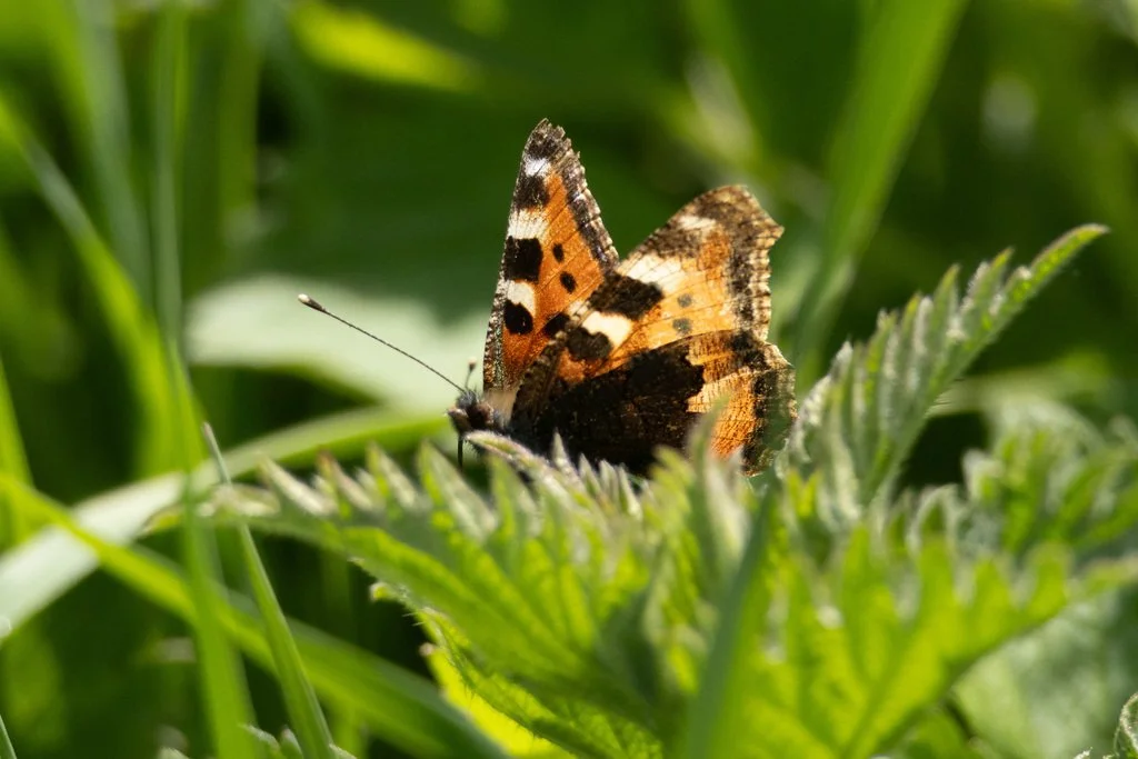  Small Tortoiseshell, owentat on iNaturalist 