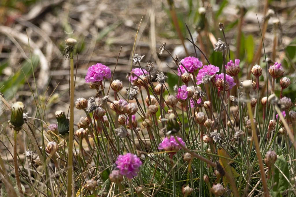  Sea Thrift, owentat on iNaturalist 