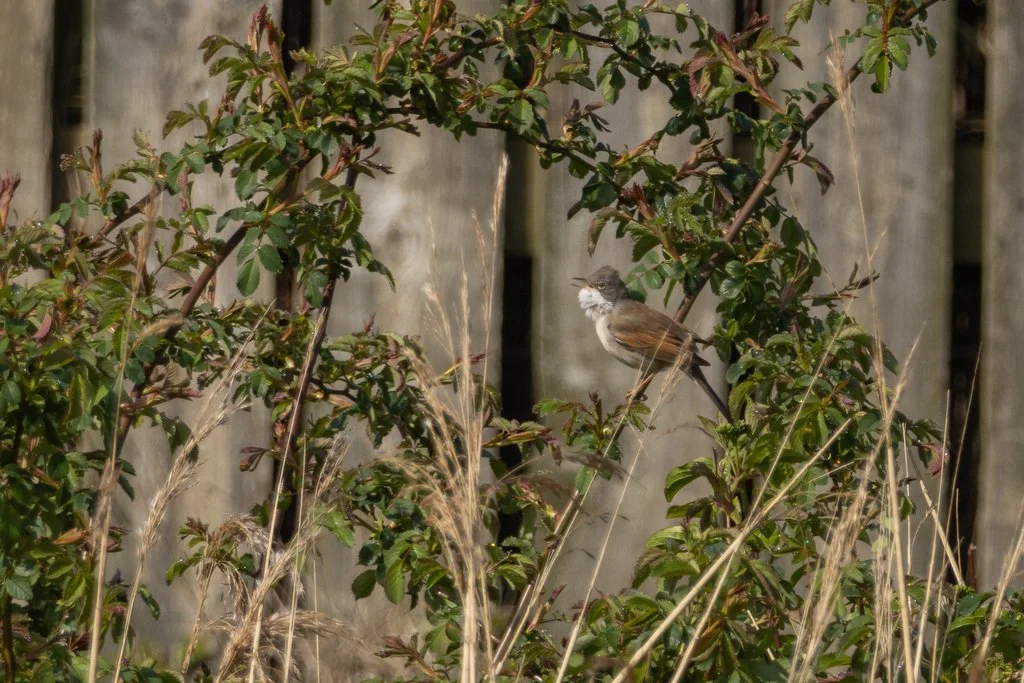  Whitethroat, owentat on iNaturalist 