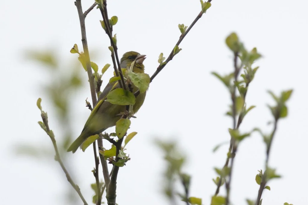  Greenfinch, owentat on iNaturalist 