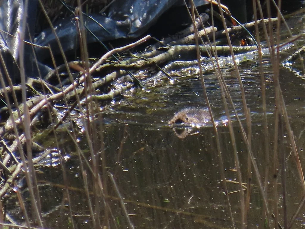  Water Vole, Africa Gomez 