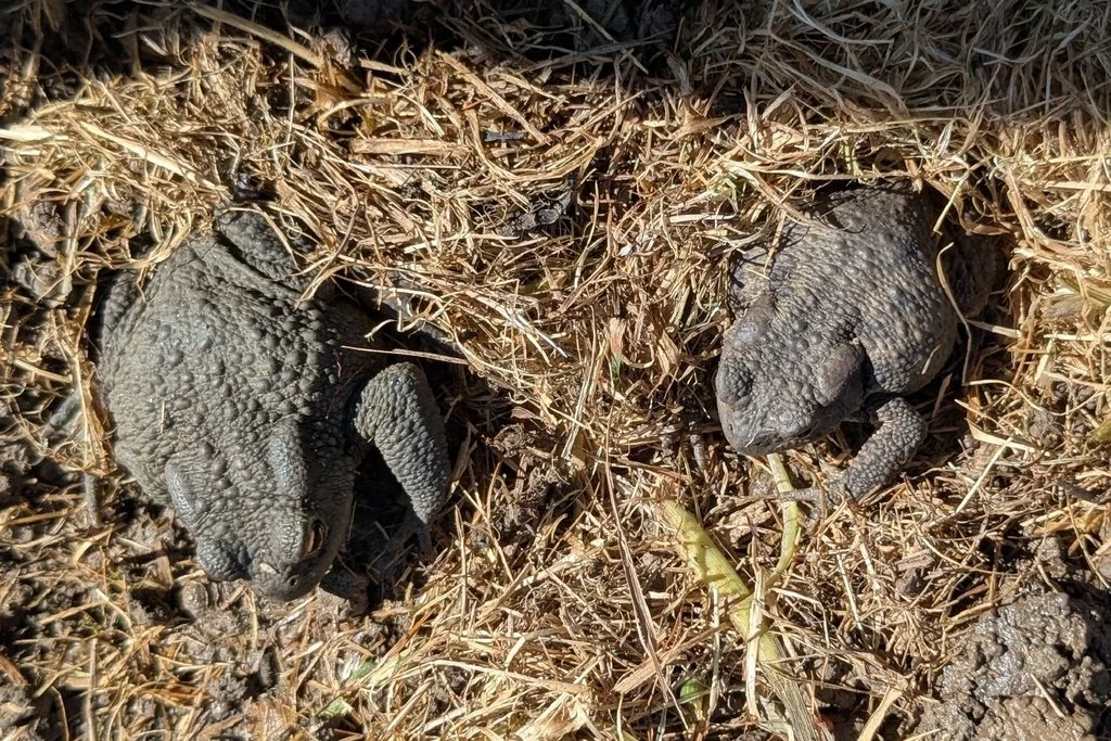  Common Toad, Africa Gomez 