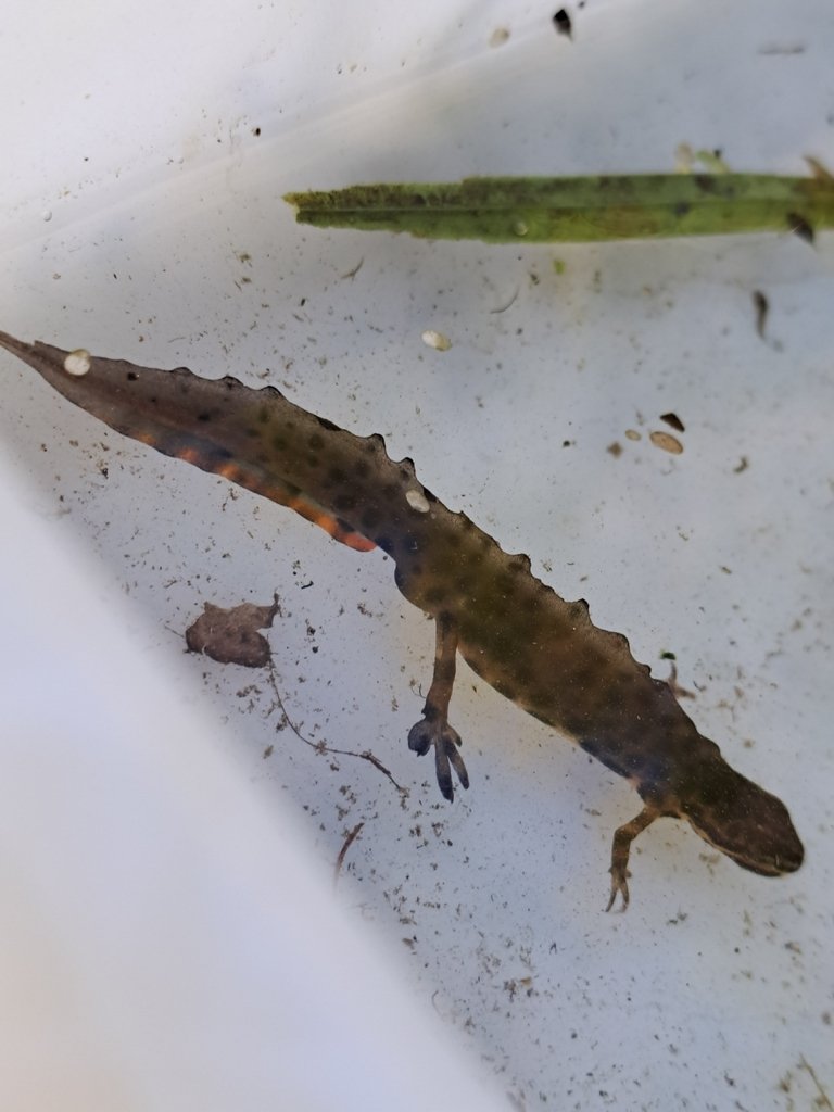  Smooth Newt, Andy Steele 