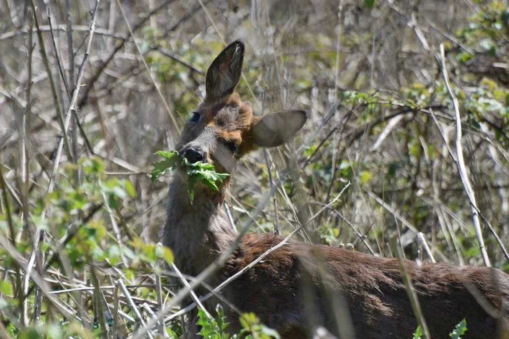 Roe Deer, Toni White 