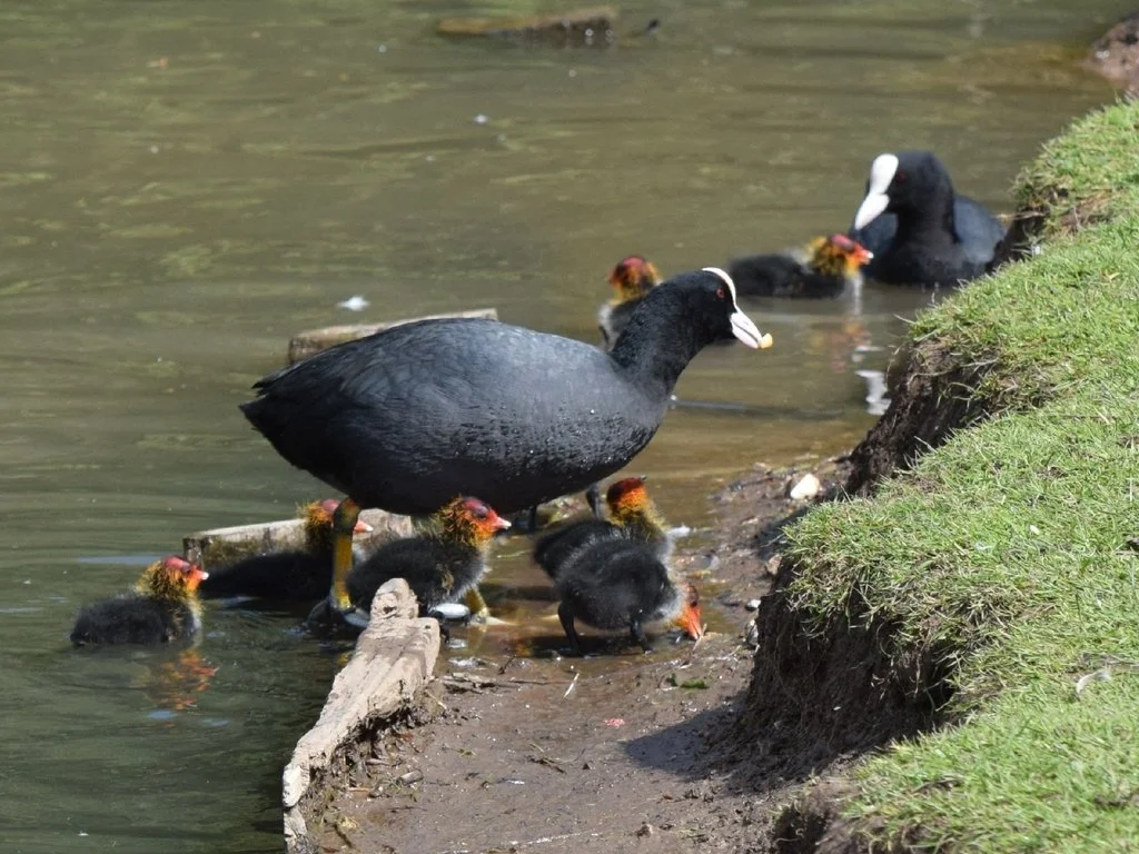  Eurasian Coot, Toni White 
