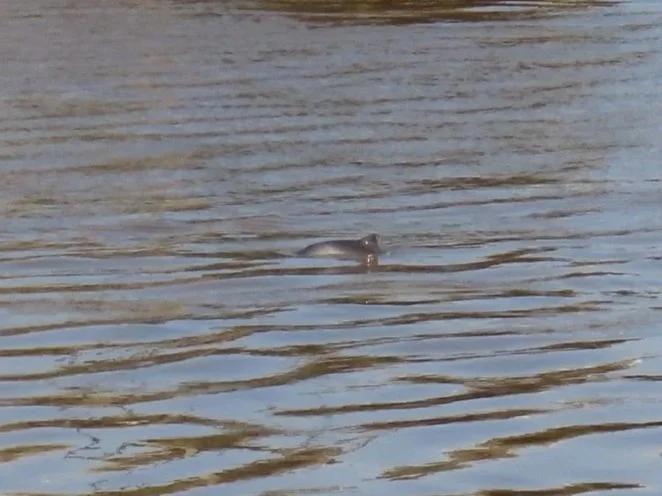  Harbour Porpoise, Africa Gomez 