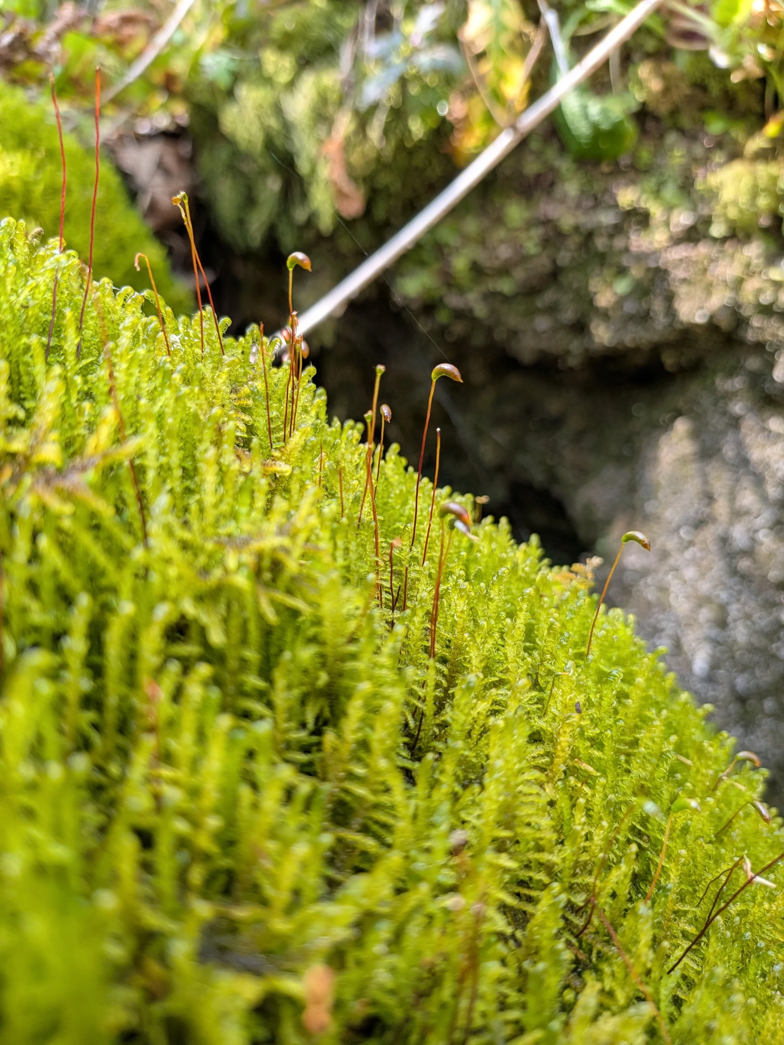 Curled Hook-moss capsule, Forge Valley- Claire Bending.jpg