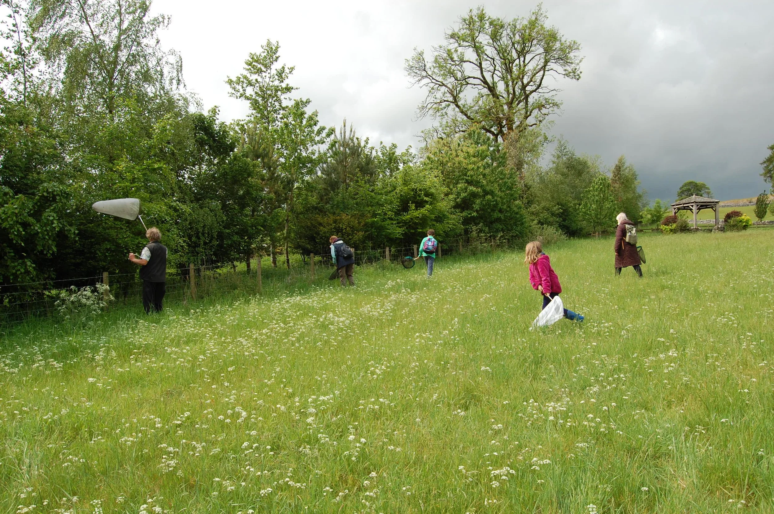 Bug hunting 4, Kilnsey Park - 20250531 Lucy Baldwin.JPG